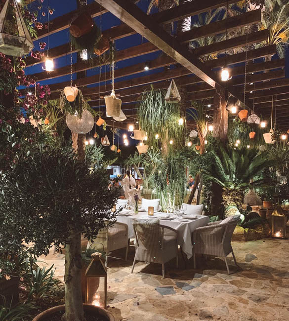 ORANGE TREE PLACEHOLDER OPTION 2